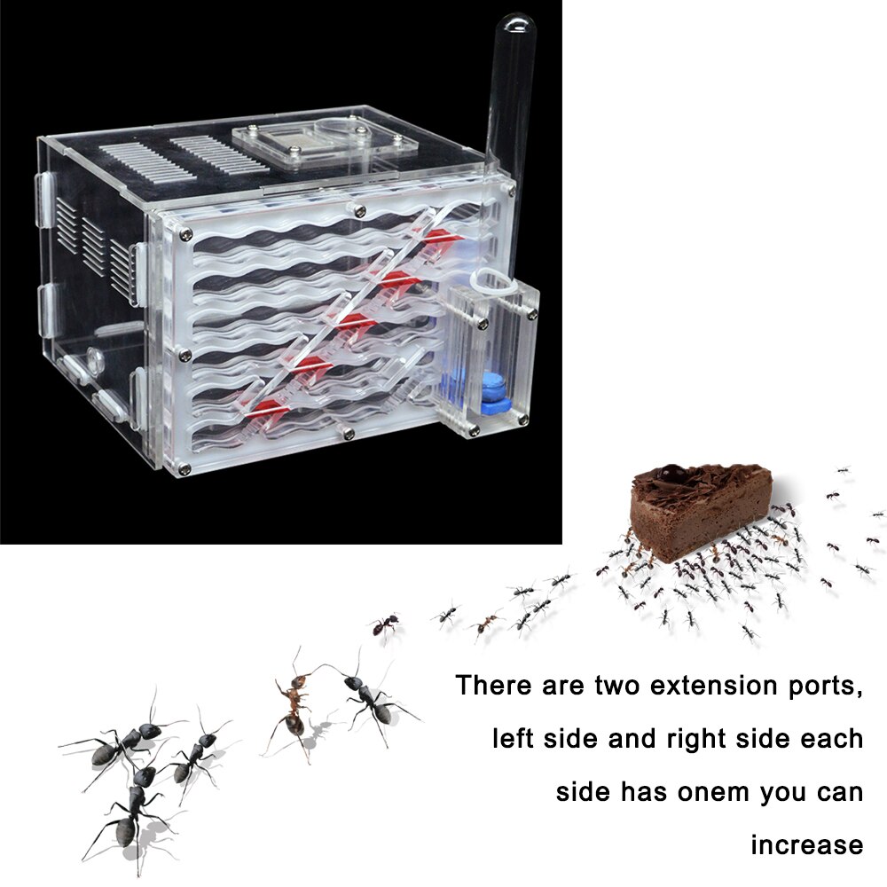 DIY Antgranery Moisture Feeding Area Acrylic Ant Farm Ants House Birthday