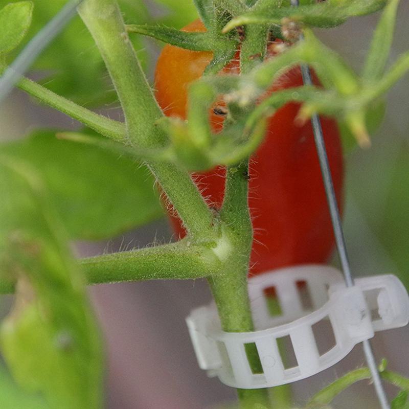 100 stuks Plant Ondersteuning Tuin Clips Wijnstok Groenten Tomaat Trellis Clips Maken Groenten Bloemen Groeien Rechtop Gezonder