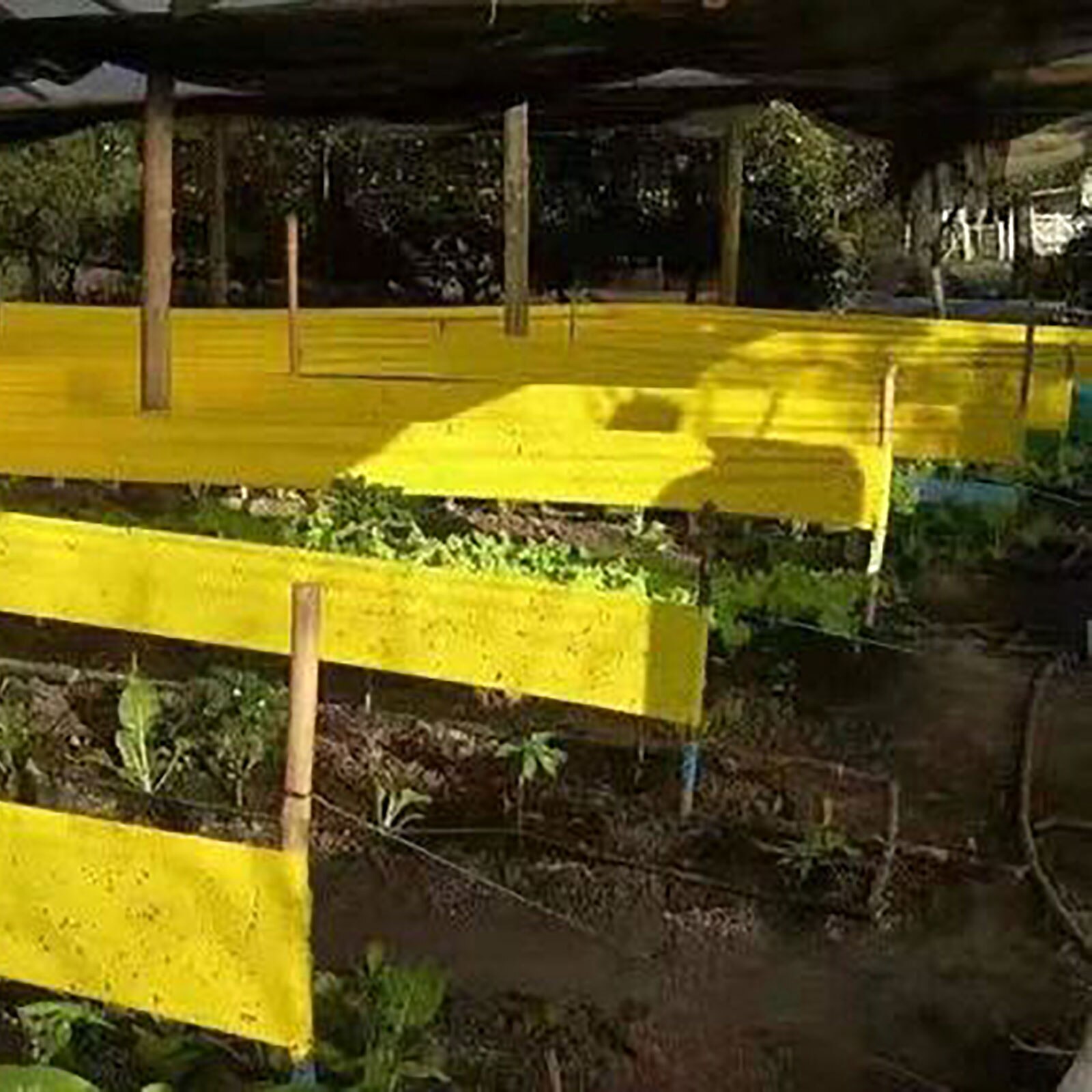 1 rouleau de ruban adhésif anti-moustiques, bande collante pour attraper des mouches, pour l&#39;extérieur, arbre, ferme