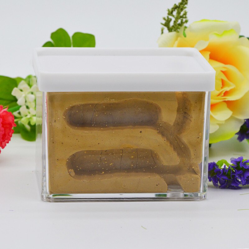 Huisdier Mier Nest Gips Ant Nest Villa Workshop Piramide Hill Imitatie ecologische acryl ant nest: Type2