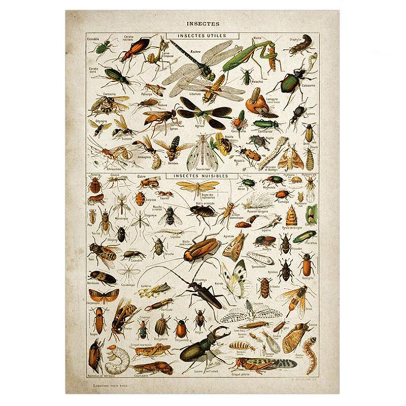 Vintage Adolphe Millot Encyclopedia Posters Butterfly Mushrooms Herbs Flowers Insect Classic Wall Stickers Vintage Poster: 21x30cm / Red