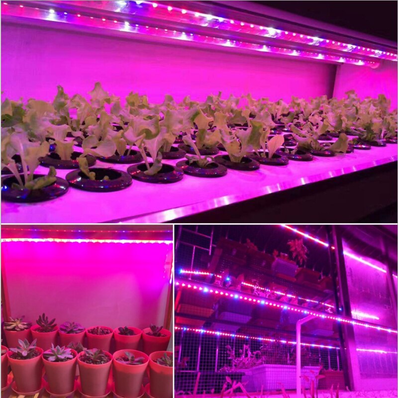 LED wachsen licht Streifen 5M/rolle SMD5050 300LEDs Wasserdicht verrotten blau Phyto Lampe berühren schalter Fitolamp Für innen blume pflanze lampe