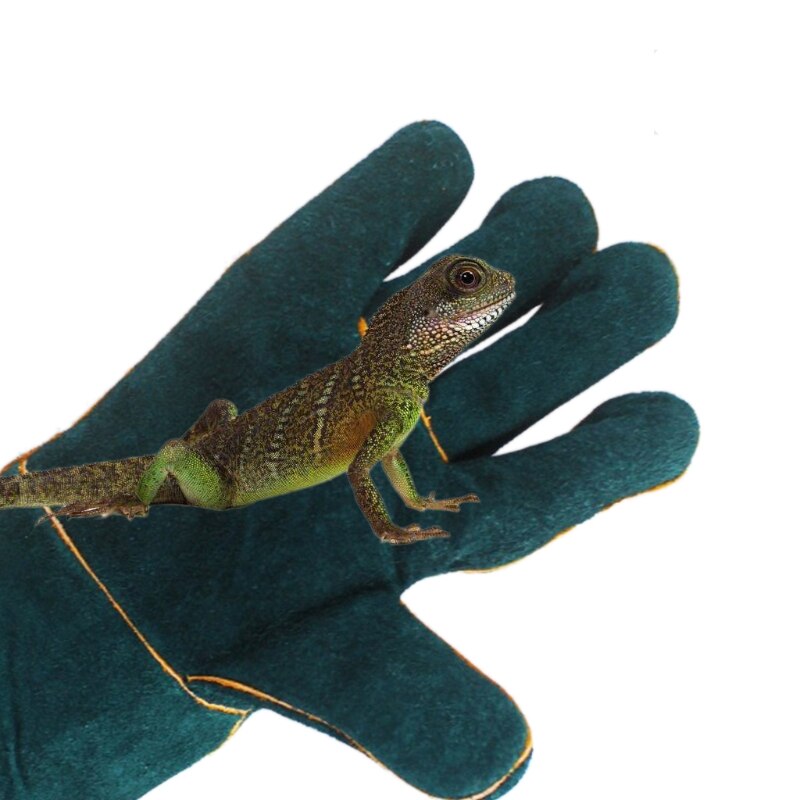 Guantes de manejo de animales salvajes, a prueba de mordeduras, resistentes a los arañazos, para entrenamiento de reptiles, protectores de lagarto y serpiente