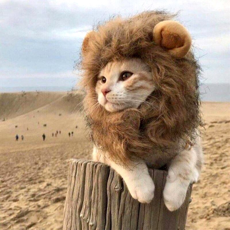Disfraz de Melena De León para mascota, disfraz de gato y perro pequeño, peluca cálida, gorro, decoración de Navidad, Halloween