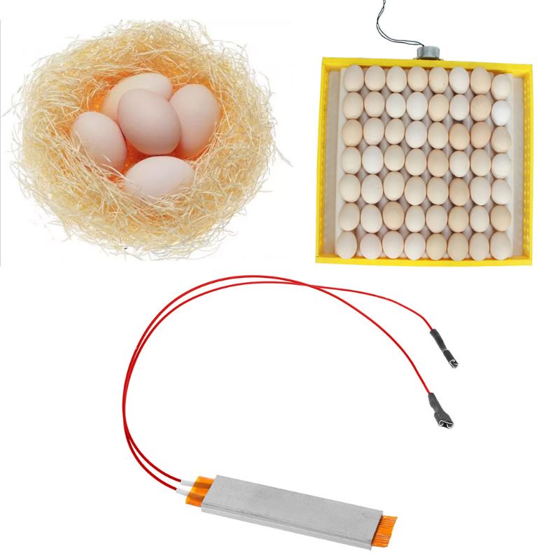 Placa calefactora para incubadora de huevos, accesorios para incubadora de huevos, 110V, 220V