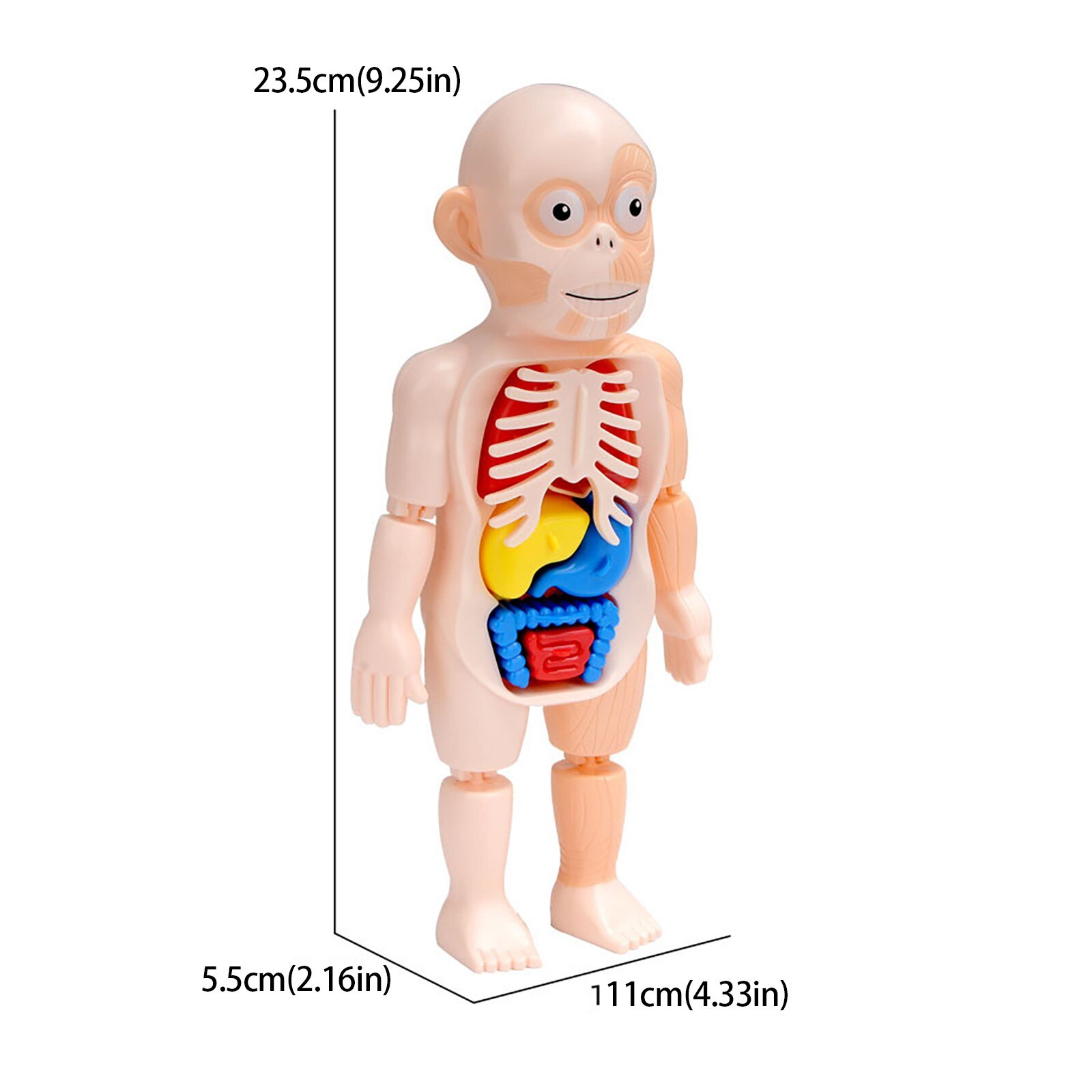 Halloween Menschlichen Körper Anatomie Modell Kunststoff Menschliche Organ Montage Spielzeug Diy Wissenschaft Pädagogisches Spielzeug Für freundlicher freundlicher 26#