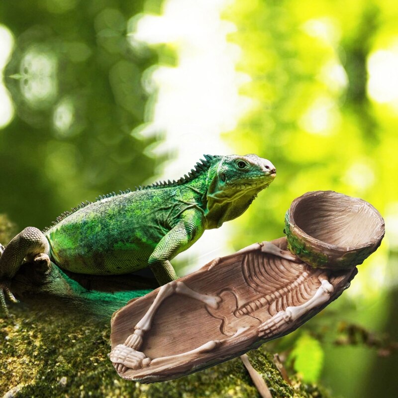 Skelett Reptil Lebensmittel Schüssel Amphibien Haustier Bartagame KäFeige Felsen Dekoration Wasser Injektion Befeuchtung Funktion
