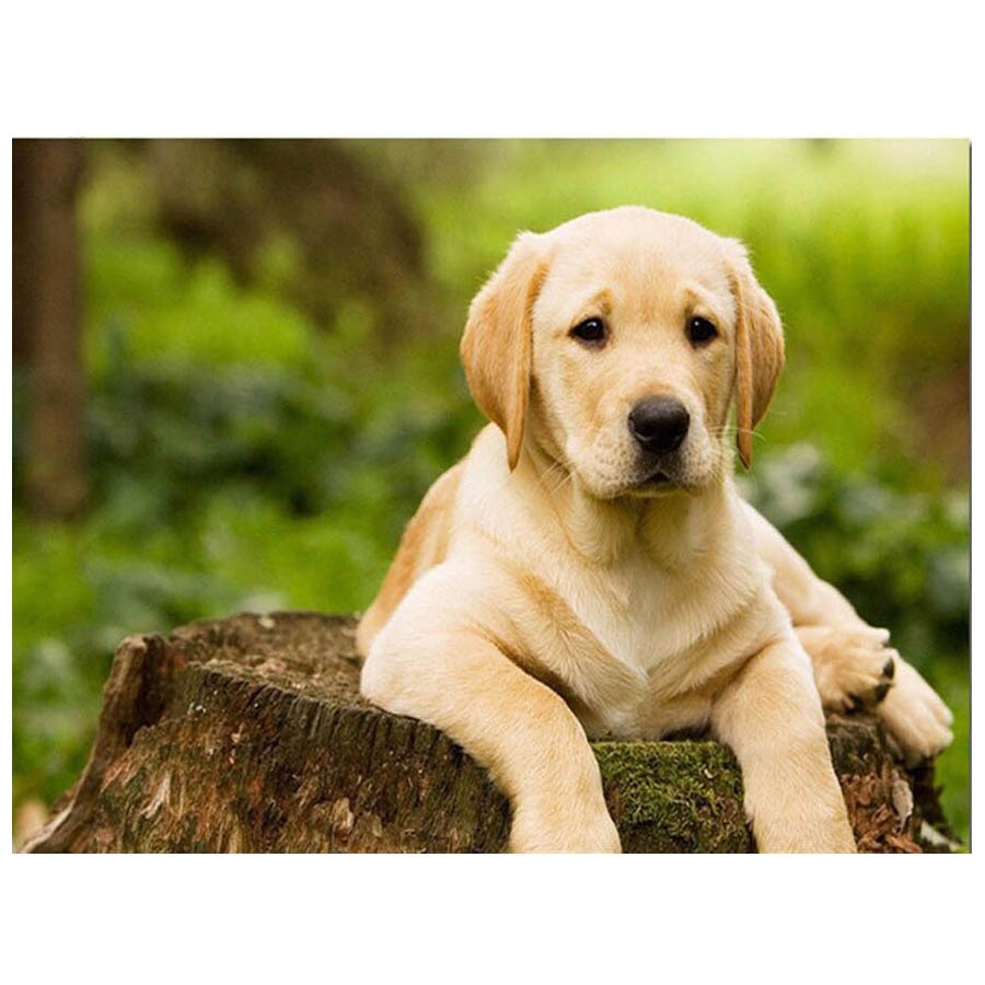 Full Square Drill 5D DIY Diamond Painting Labrador Dog Embroidery beads Cross Stitch Mosaic Rhinestone painting Home Decor AA140