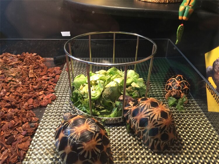 Schildpad Voedsel Kom Half Water Schildpad Voedsel Plaat Rand 304 Rvs Geel Rand Voedsel Disc Schildpad Voeden