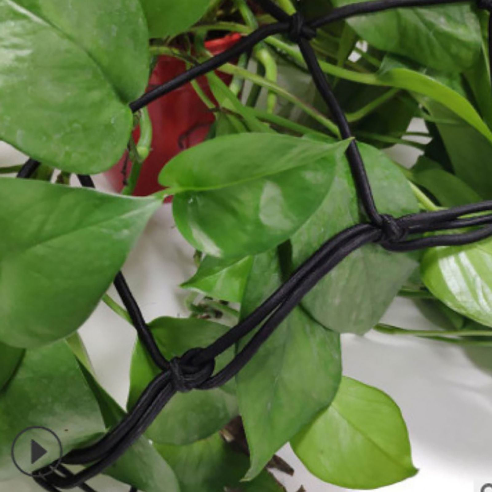 Enrejado de jardín para plantas trepadoras, malla elástica protectora para árboles frutales, carpa de cultivo hidropónico, red de apoyo para plantas