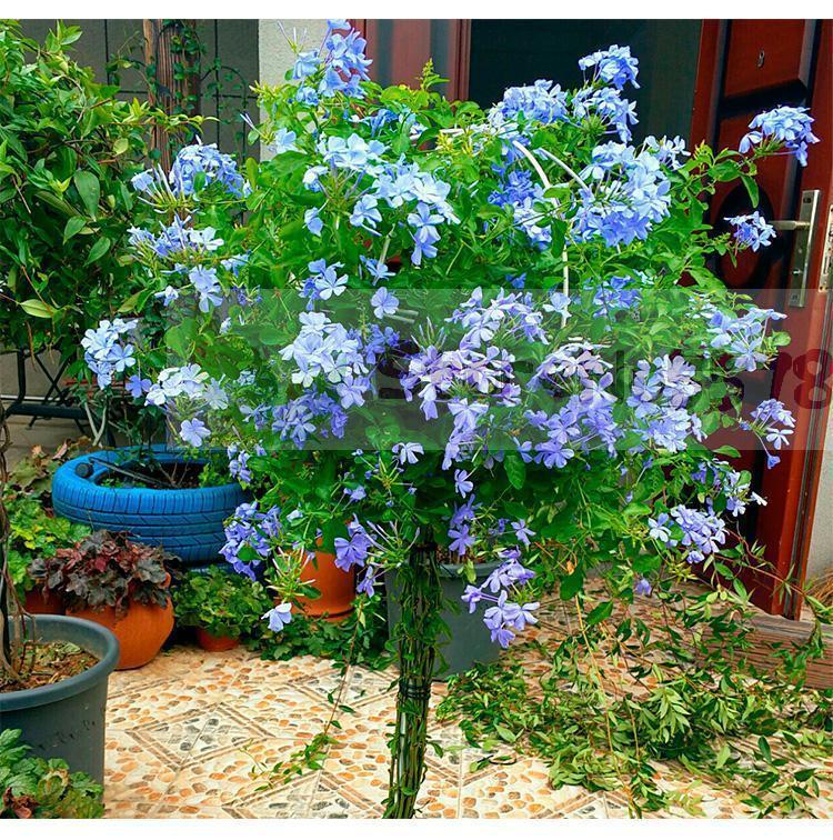 lizak kutego żelaza piłka wiatrak jaśmin roślin kształt piłka wspinaczka rama stojak na kwiaty rattan stojak: a1