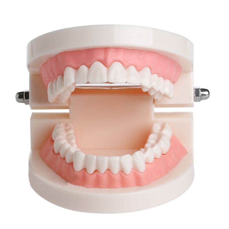 Adult Standard Dental Teaching Study Typodont Demonstration Teeth Model