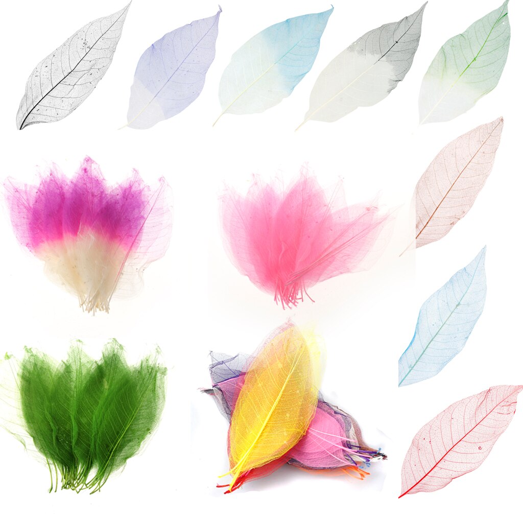 Herbario de hojas de esqueleto Magnolia Natural blanco de 50 piezas para álbum de recortes DIY