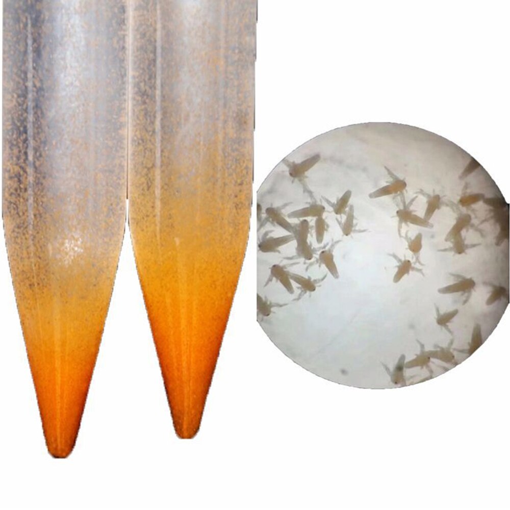 Artemia Shelling Brine Shrimp Egg Artemia Cysts 90% Hatch Rate Small Fish Feed Dried Daphnia Originating In Tibet Salt Lake