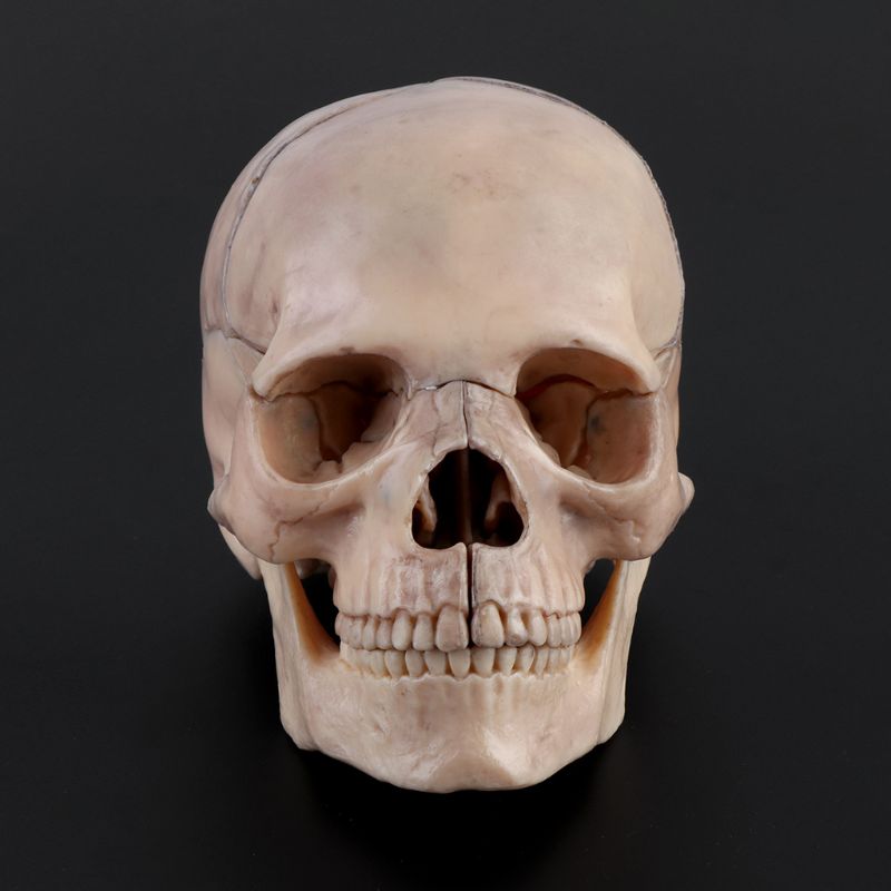 15 Stks/set 4D Gedemonteerd Schedel Anatomisch Model Afneembare Medische Onderwijs Tool