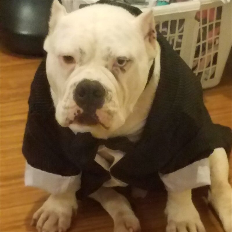 Traje de boda para perro, ropa para chico y perro, esmoquin, Corgi, Bulldog, samoyedo, Husky, Golden Retriever, ropa, chaqueta sudadera de Mascota, atuendo, triangulación de envíos