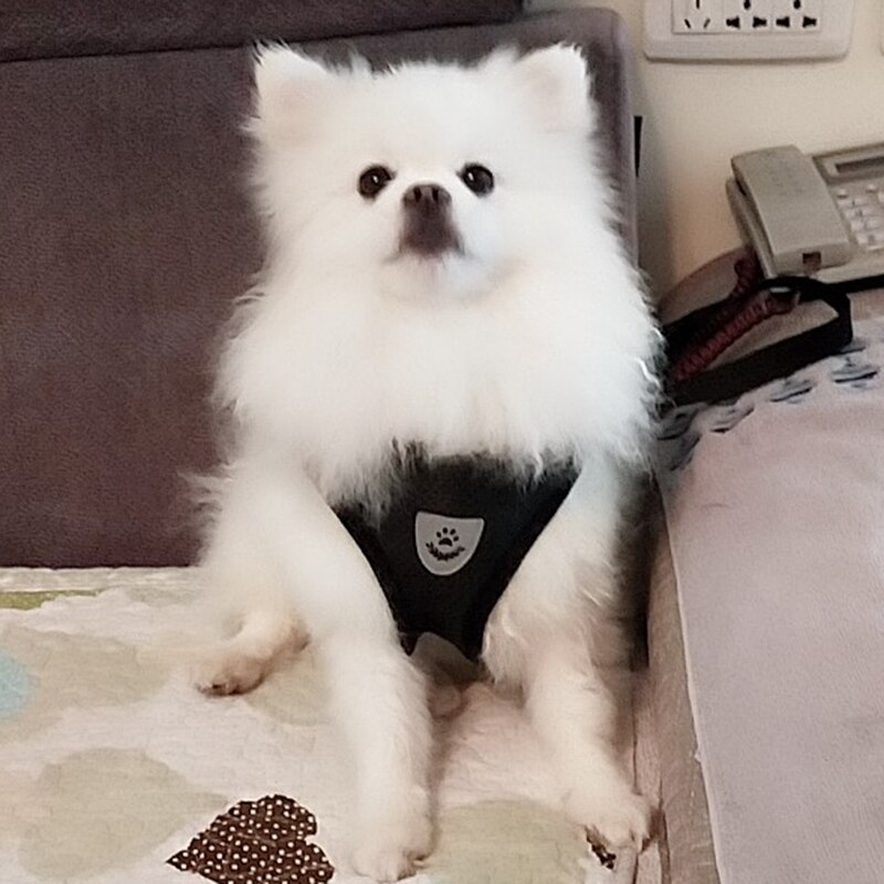 Harnais réfléchissant pour chiens | Harnais et laisse pour animaux de compagnie en mailles, Set de harnais pour petits chiens, Chihuahua Corgi, chaîne pour chiens, szelki dla psa