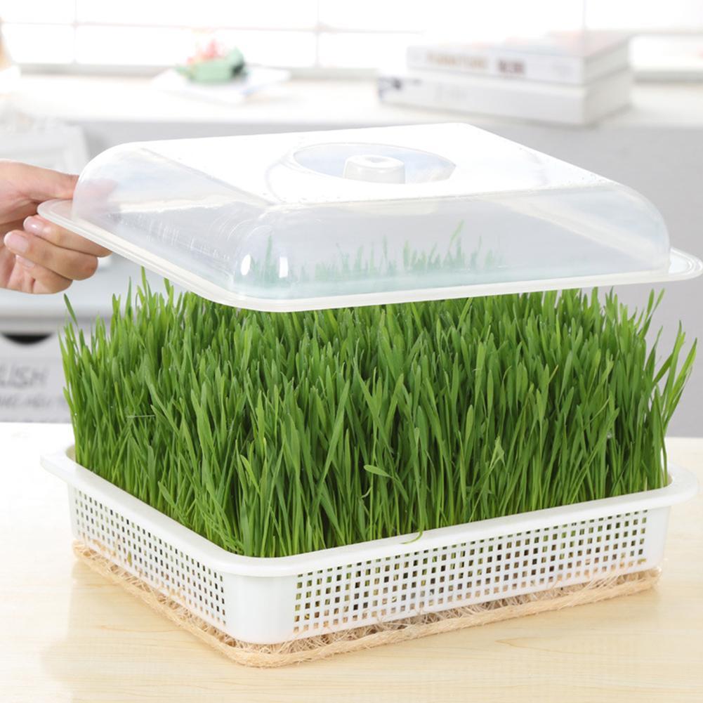 Green Seed Sprout Planting Plate With Cover Pea Bean Pot Wheatgrass Hydroponic Tray Sprouter Home Germination Seedling Syst M3X4