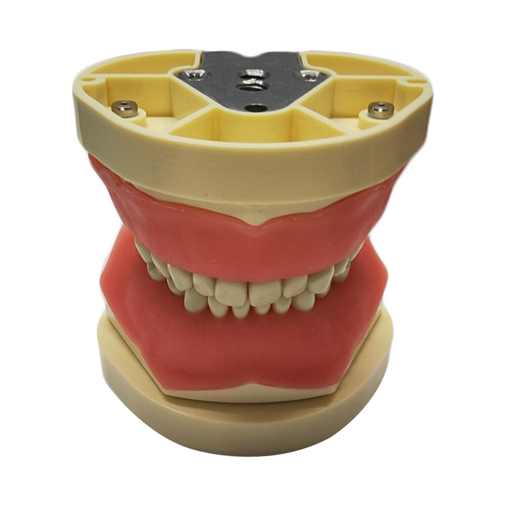 Dental Model Teeth Model Dental Teaching Model Standard Model with 32 Screw-in Teeths Demonstration Soft Hard Gum 28 24 Teeth: Child Fit Frasaco