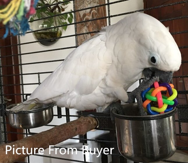 Juguete colorido para loros con campana, jaula para pájaros, pelota de juguete para loros medianos y grandes, suministros para pájaros grises africanos D413, 2 unids/lote
