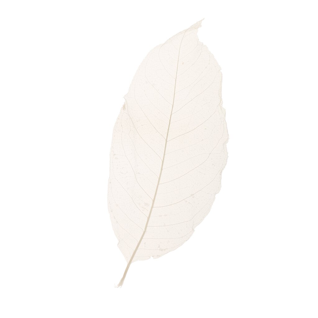 Herbario de hojas de esqueleto Magnolia Natural blanco de 50 piezas para álbum de recortes DIY