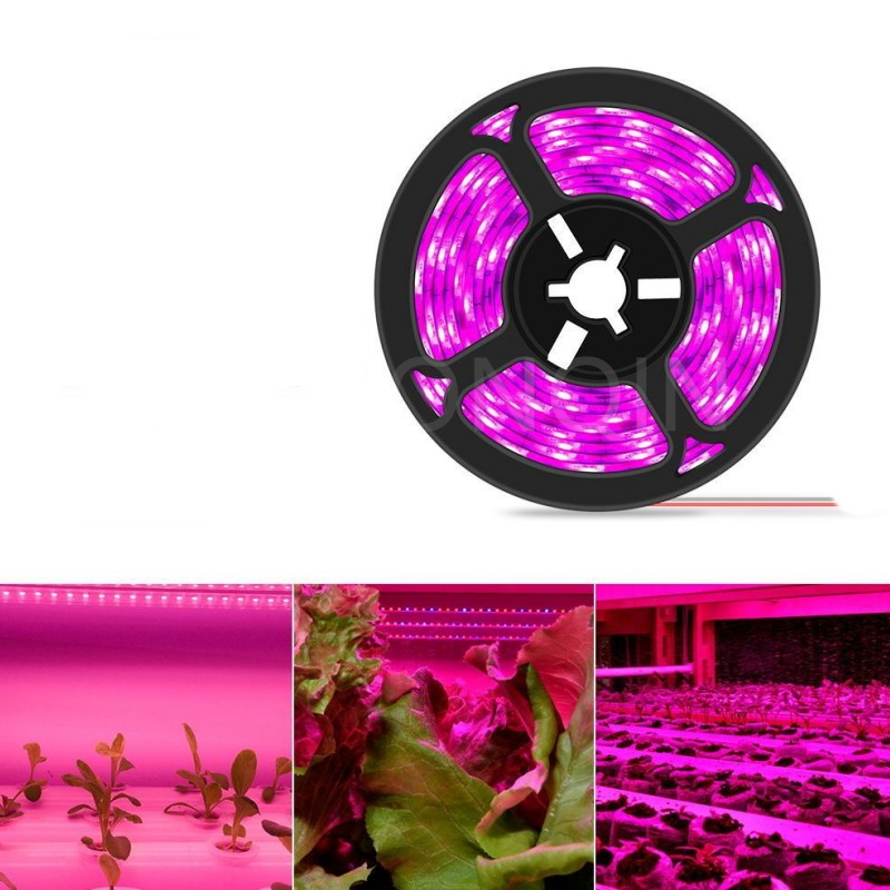 Tira de luces LED de espectro completo, lámpara de crecimiento Phyto para invernadero hidropónico, 3M-15M