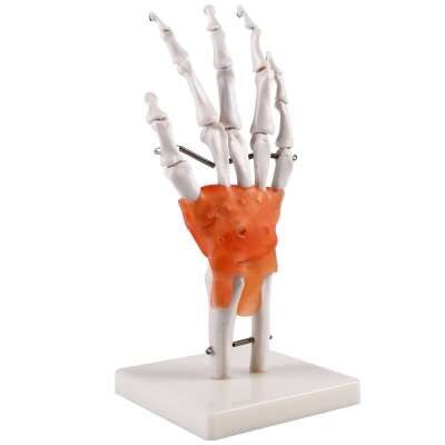 Dłoń kościotrupa Model medyczny nauczanie dłoń kościotrupa Model pomoc dydaktyczna artystyczny obraz dłoń kościotrupa Model kości prawdziwa ludzka dłoń kościotrupa: NO1