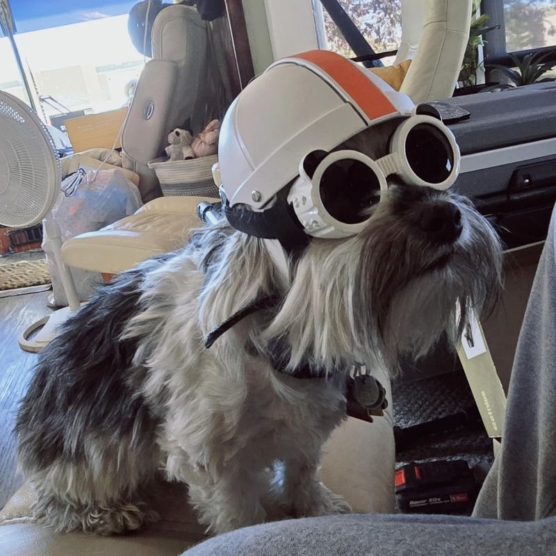 Kask Ochronny dla Psów i Kotów LETVIA na wolnym powietrzu, Modny Kask rugby dla Psa z Otworami na Uszy, Kask Motocyklowy dla Małych Psów robić Jazdy na Rowerze na Zewnątrz