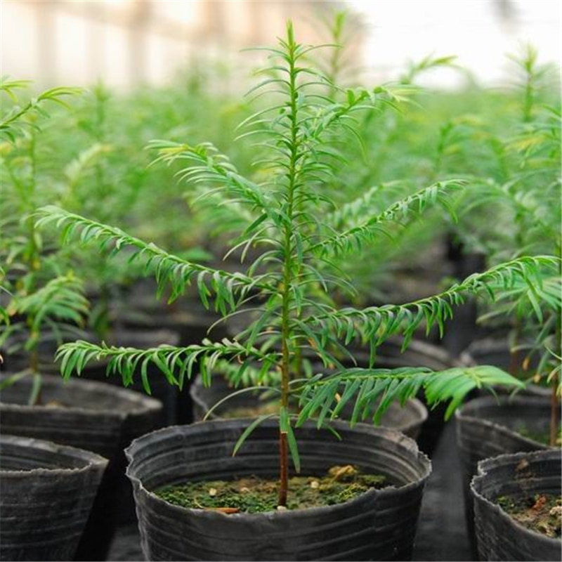 Acquista Piccolo Contenitore Cosmetico In Vaso Per Bottiglie Vuote Rotonde In Plastica Per Campioni Di Crema In Italia A Partire Da 0.83