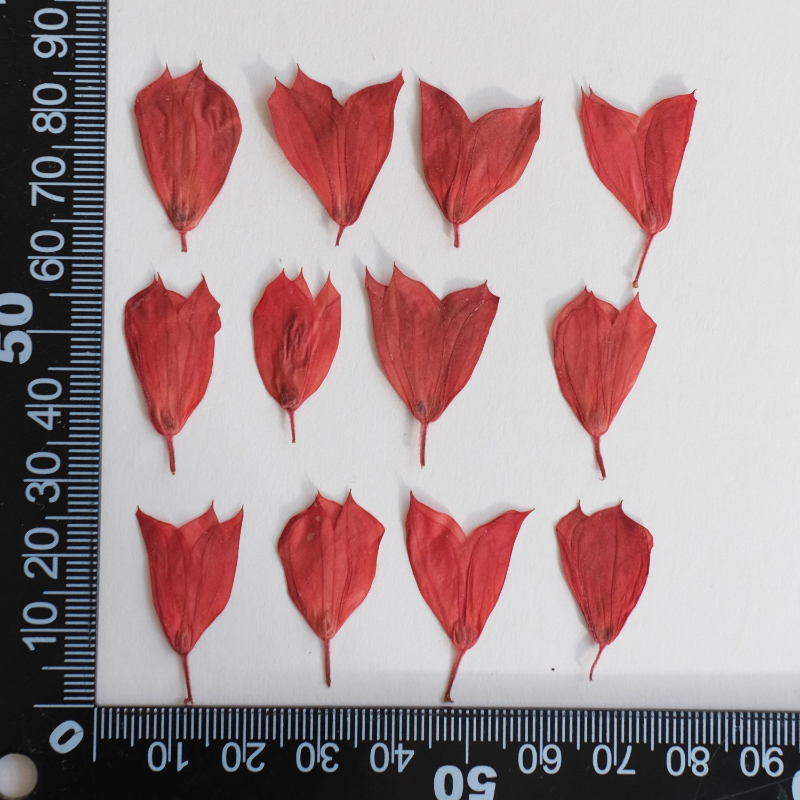 1-2 cm/40 stks, gedroogde tulp bloemknoppen geperste bloemen DIY ambachtelijke benodigdheden voor nail art, hars sieraden, telefoonhoes fotolijst decor: Default Title