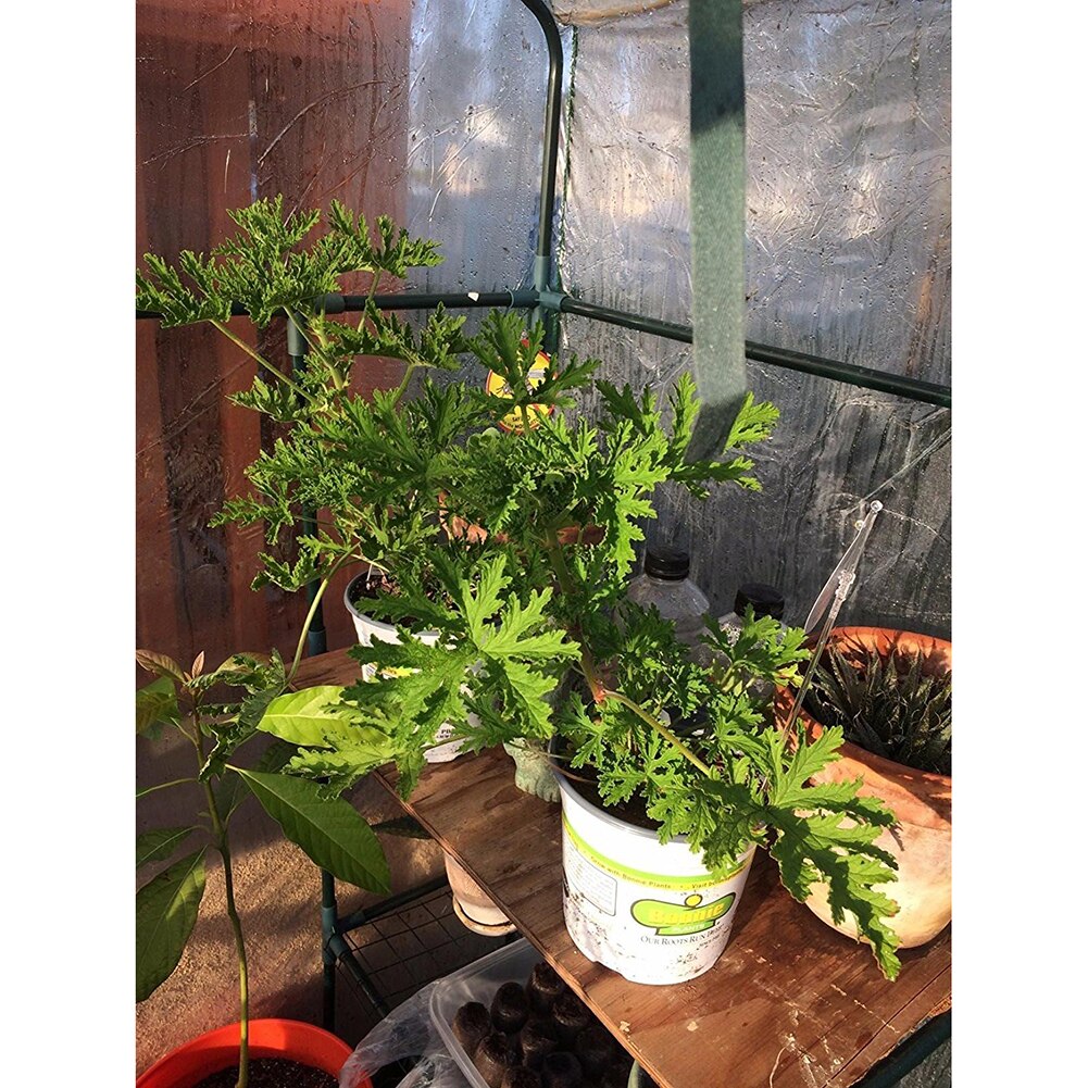 Large Size Outdoor Garden Transparent Plant Planting Greenhouse PVC Plant Cover Waterproof (Without Iron Shelf)