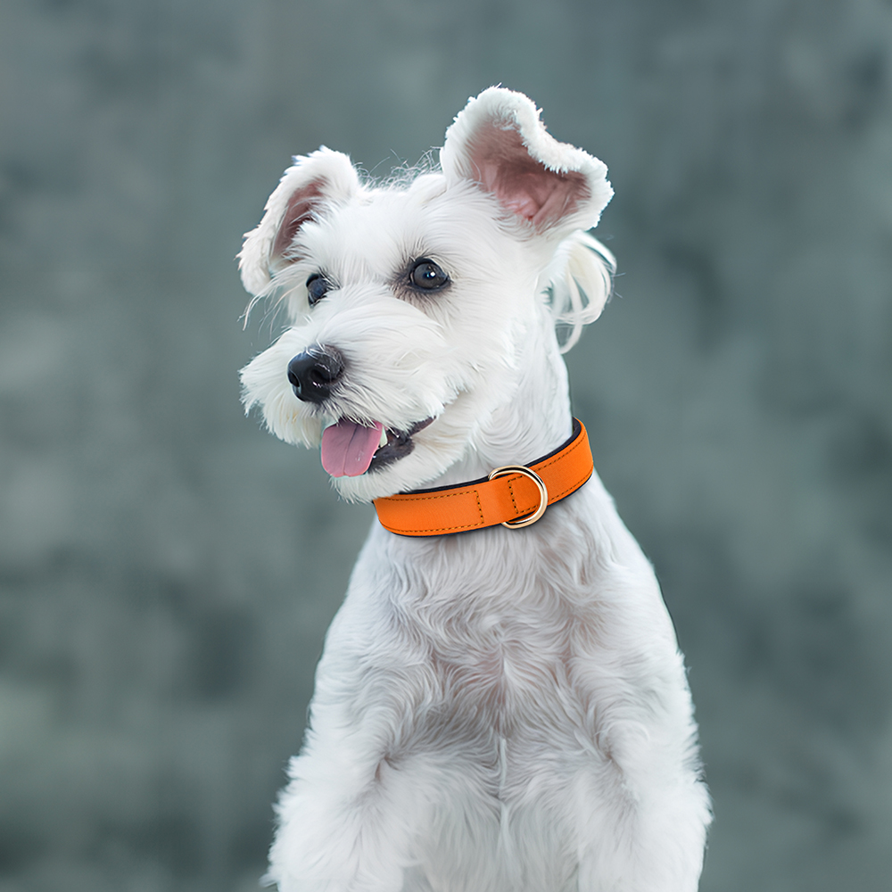 Collier en nylon imperméable pour chien, 8 couleurs, doux, rembourré, respirant, colliers pour animaux de compagnie, petits et moyens chiens, Chihahua, PDPDog, accessoires
