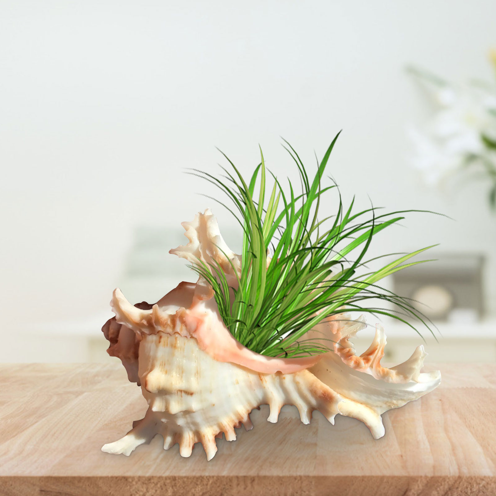 Sea Shell Plant Pots Conch Air Plant Holder Decorative Planter Flower Container Home Furnishing Garden Supplies