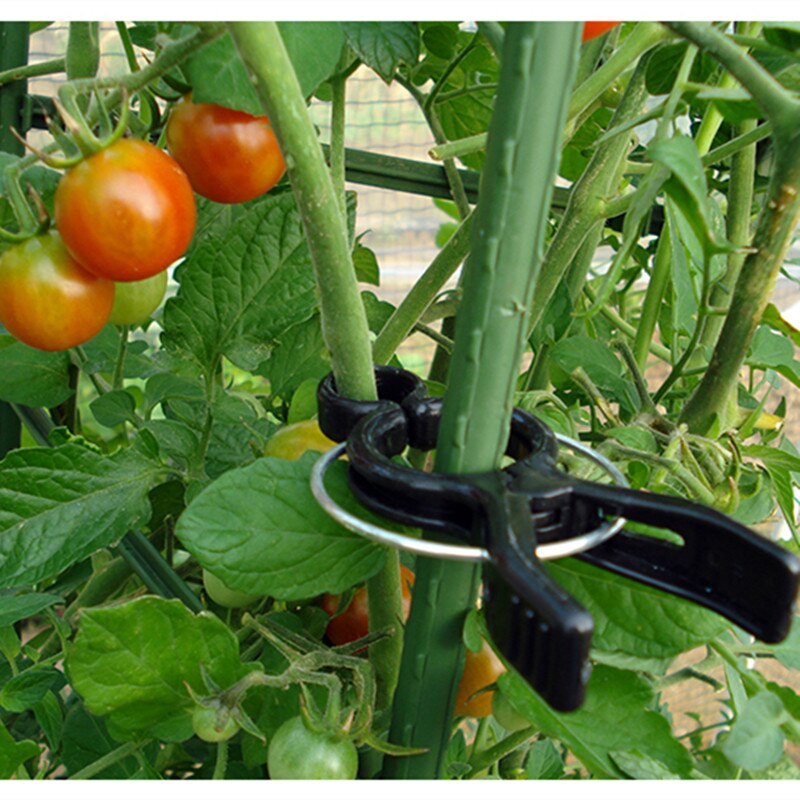 DOMG 320 Clip Per Pomodori E Piramo | Supporto Per Piante Rampicanti | Riutilizzabili Diametro 3 Cm