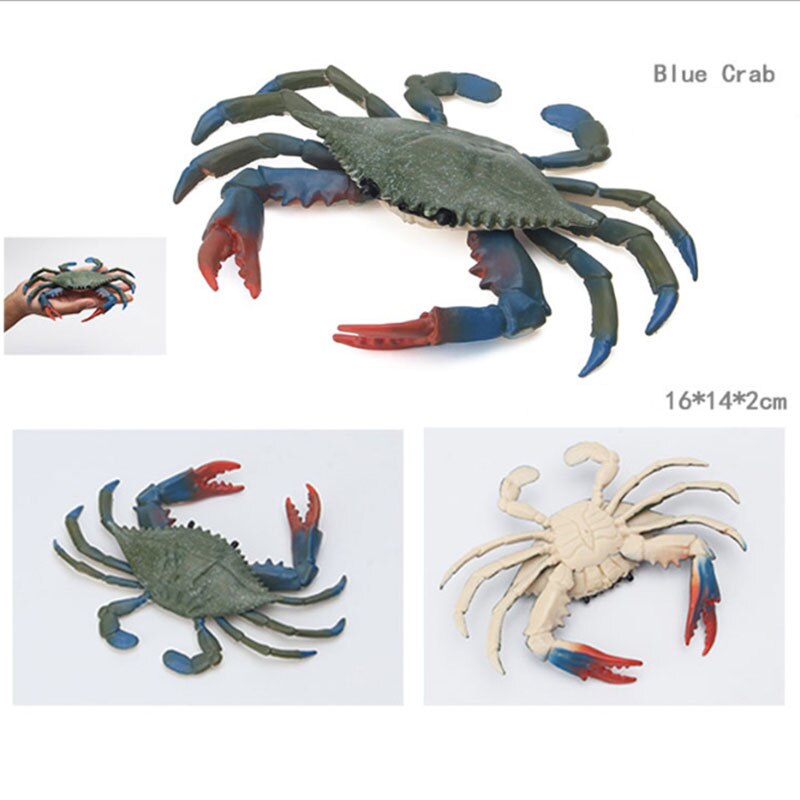 Educational toys for children simulated animal ocean great white shark seabed creatures girls toys for kids school learning: Blue crab