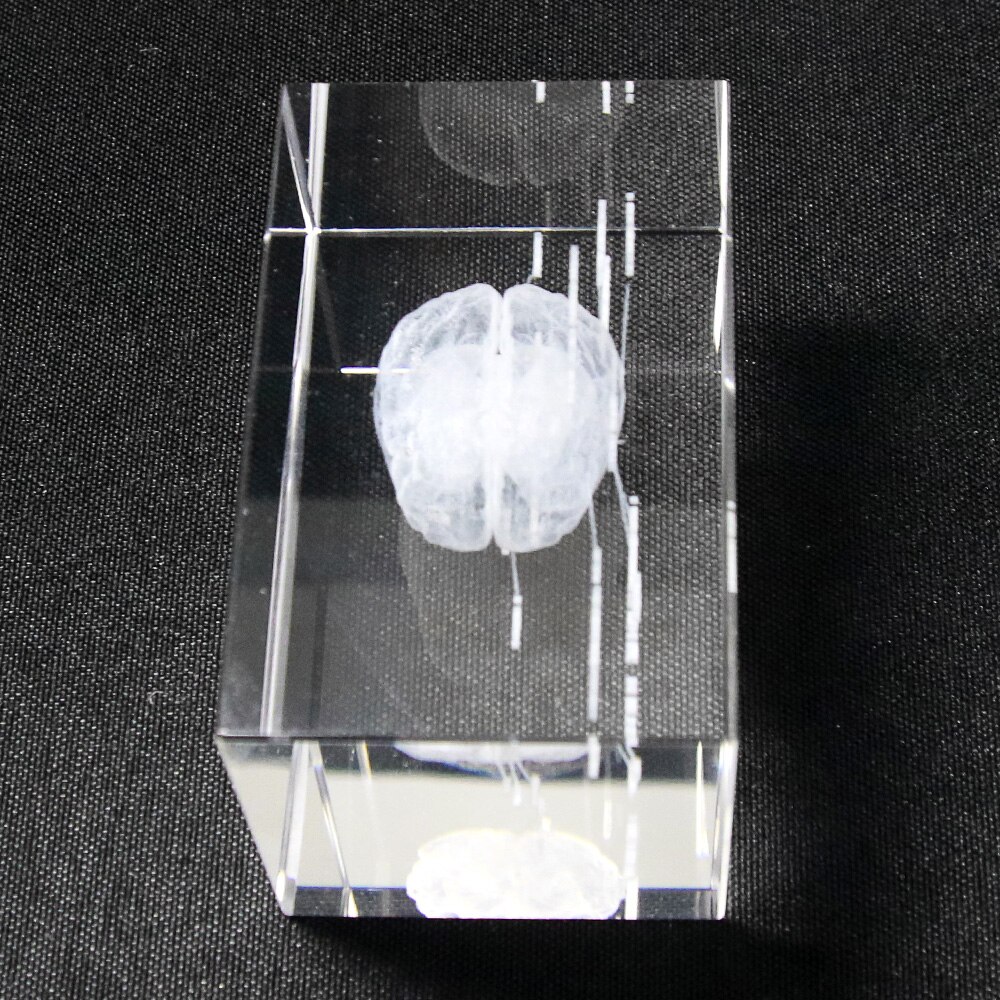 Gehirn Diagramm Kristall Würfel 3D Menschliches Anatomisches Modell Kristall Glas Würfel Anatomie Geist Neurologie Denken Medizinische Wissenschaft