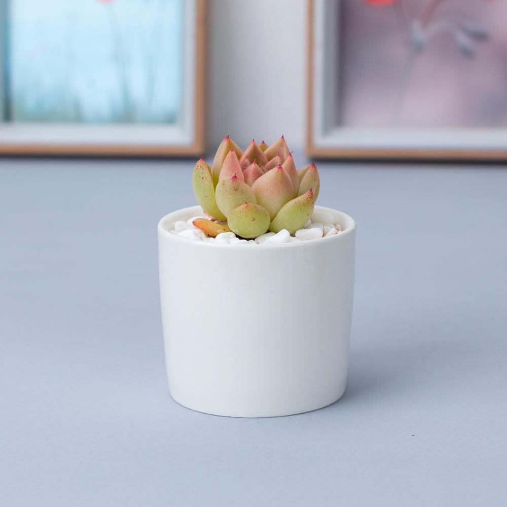 Classic Style Home Desktop Small Round Flower Pots 6.5cm Diameter White Ceramic Plant Pots Mini Cylindrical Flower Planter