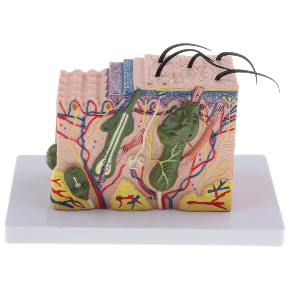 Magnify 35X Human Skin Texture Subcutaneous Tissue Dissection Model Biology Teaching Display Toy Sets