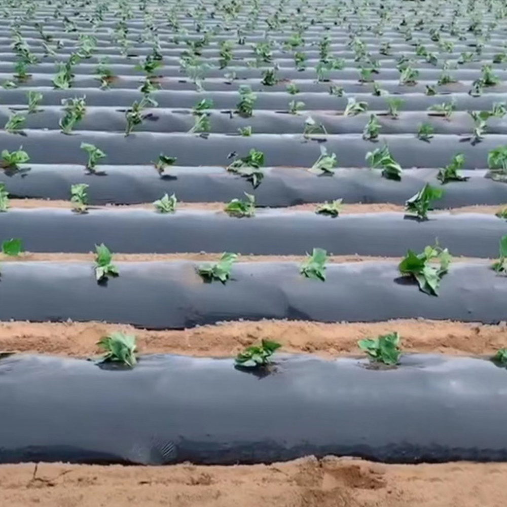 Home Garden Film Agricultural Vegetable Black Film Plants Plastic Perforated Plastic Mulch Mulching Membrane