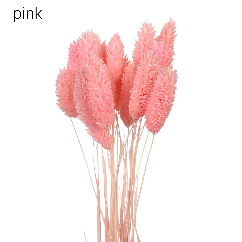 50 st kawaii glad blomma naturlig liten torkad blomma pressade torkade blommor mini dekorativt arrangemang foto bakgrundsdekoration: Rosa 20 st