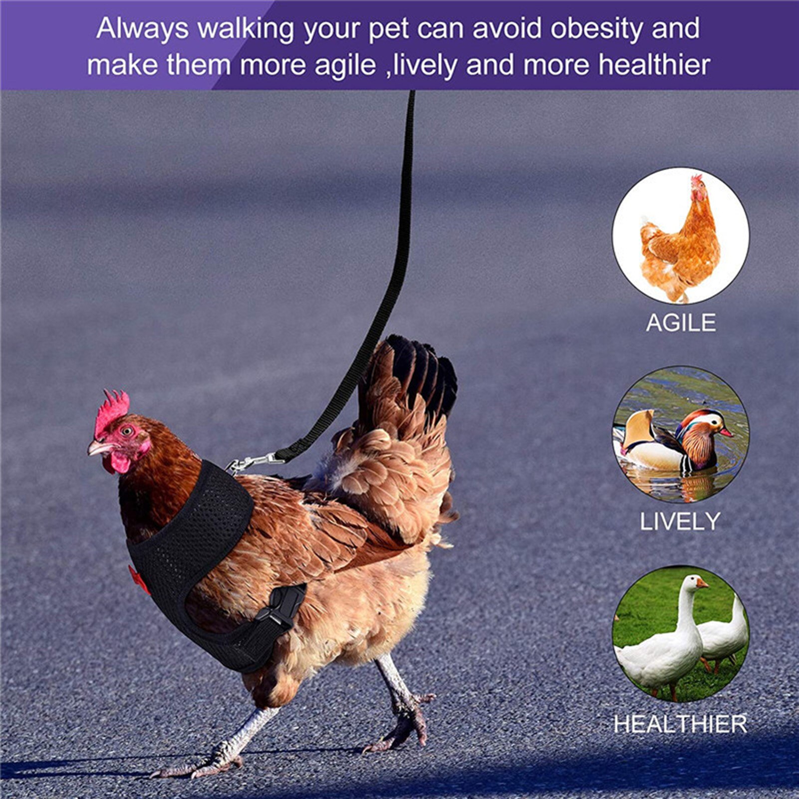 Harnais de poulet réglable, taille de poule avec laisse assortie, gilet élastique et confortable, respirant pour poulet canard chien chat