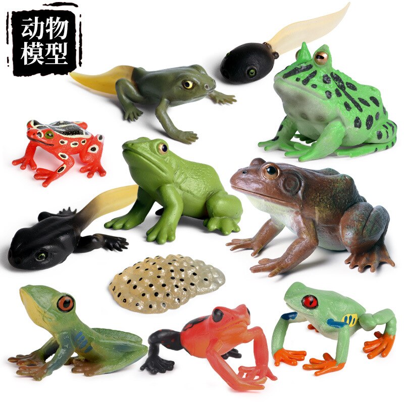 Simulatie Amfibie Dieren Kikker Levensduur Stadia Actiefiguren Kikkervisje Bullfrog Toad Model Collection Educatief Speelgoed