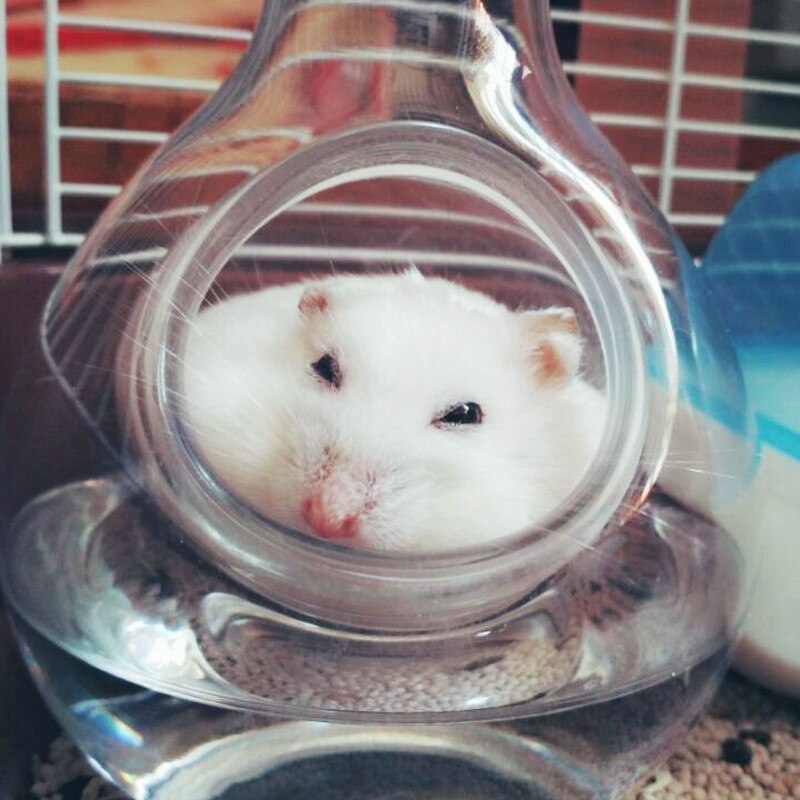 Bouteille de glace japonaise, carafe à vin, nid de refroidissement Hamster, verre de cristal, trou de pouce, bouteille de saké, pichet à vin, Pot de Cuisine 250ML Igloo