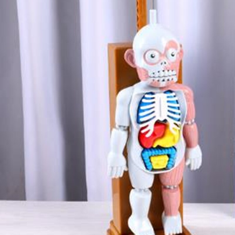 1 Pcs Fun Human Model Home Decoration Skeleton model Assembly Skull Desktop Office Parent-child Spoof Tricky Party Games