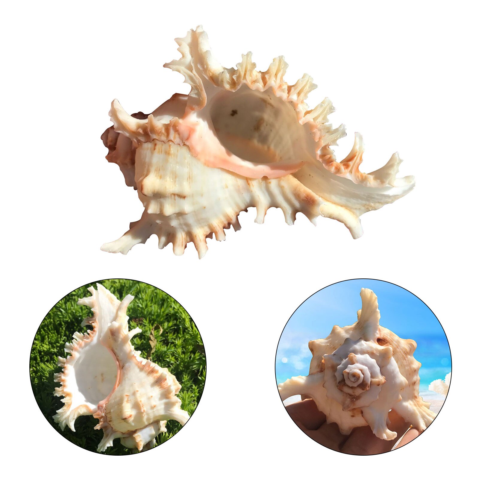 Sea Shell Plant Pots Conch Air Plant Holder Decorative Planter Flower Container Home Furnishing Garden Supplies