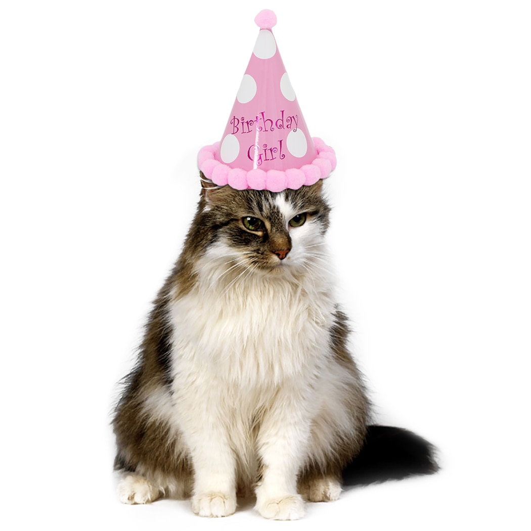 Chapeaux d'anniversaire à pois avec boules de poils pour chien et chat, accessoires de décoration de fête