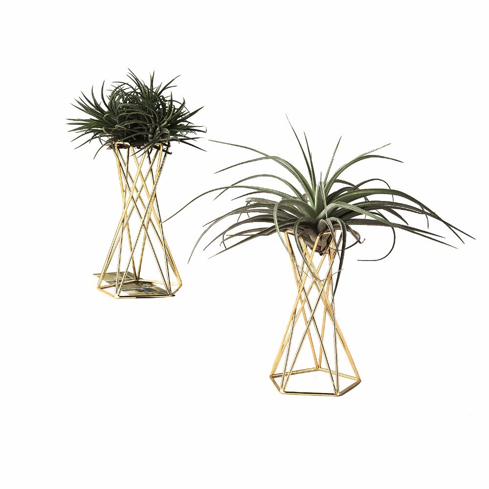 Set of 2 Air Plant Stand Air Plant Holder Tillandsia Holder Air Plant Display Stand Streptophylla Air Plant Stand