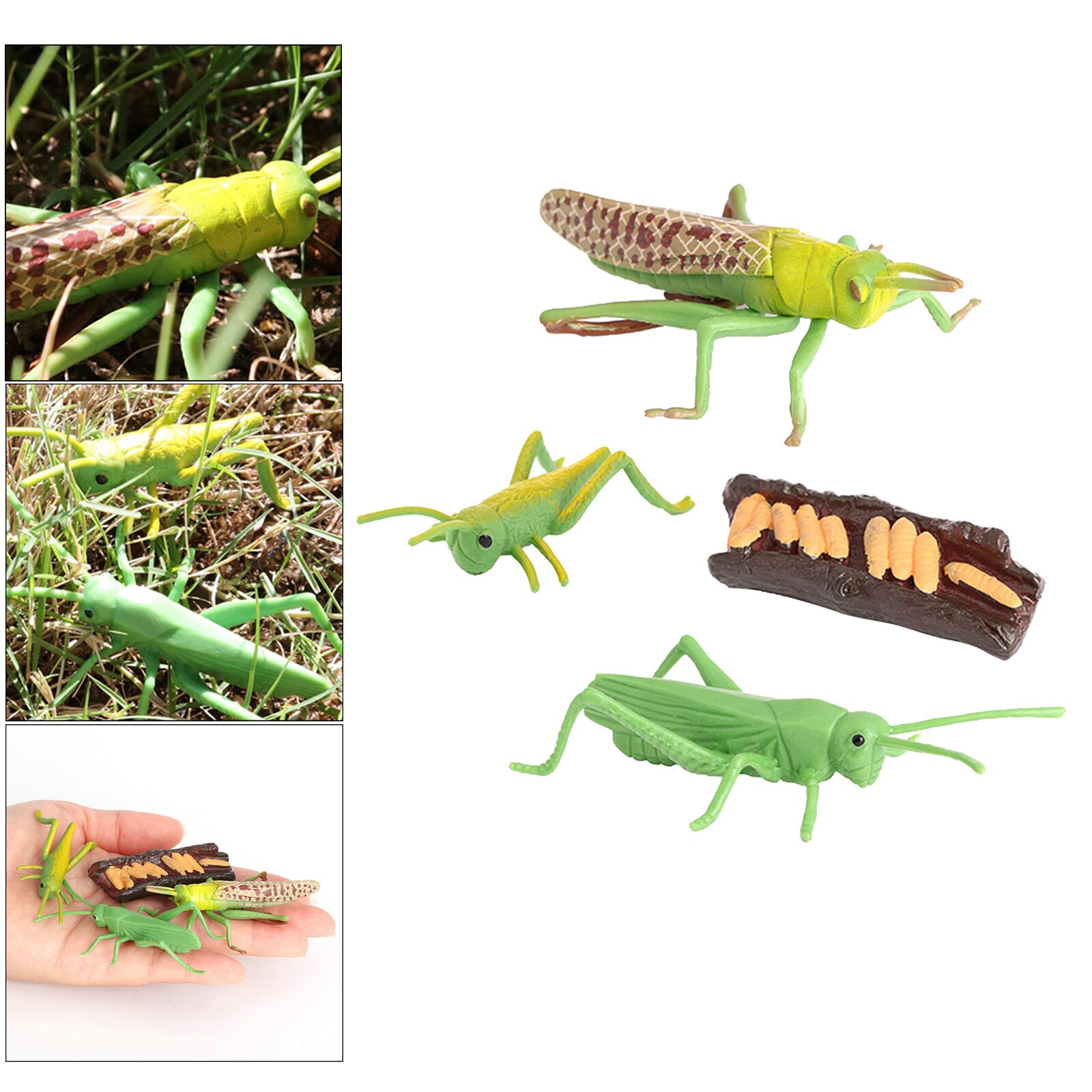 Figura de crecimiento de saltamontes naturales, juguete de simulación de plástico, para educación, fantasía, juguetes de biología, ayuda para enseñanza, temática