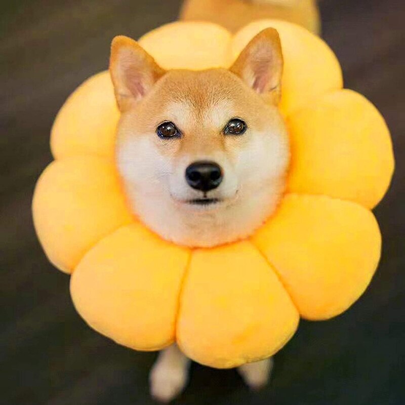 Huisdier Beschermende Kraag Voorkomt Krassen En Likken Verstelbare Pet Herstel Kraag Niet Blok Vision Kraag