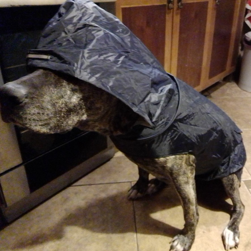 Capa de chuva para cães, jaqueta à prova d'água com capuz, poncho de chuva para animais de estimação, roupas com listra reflexiva, acessórios para capa de chuva para cães ao ar livre